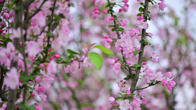 春意盎然满园花儿绽放海棠花特写