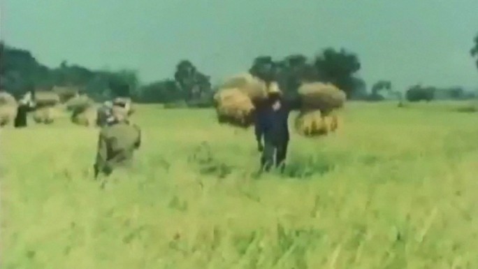 广西包产到户土地联产生产承包稻田水稻