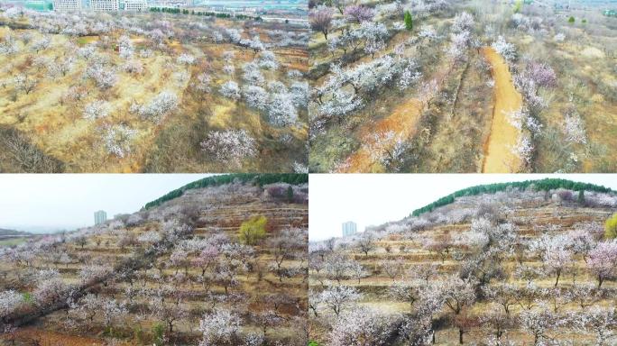 枣庄新城杏花沟