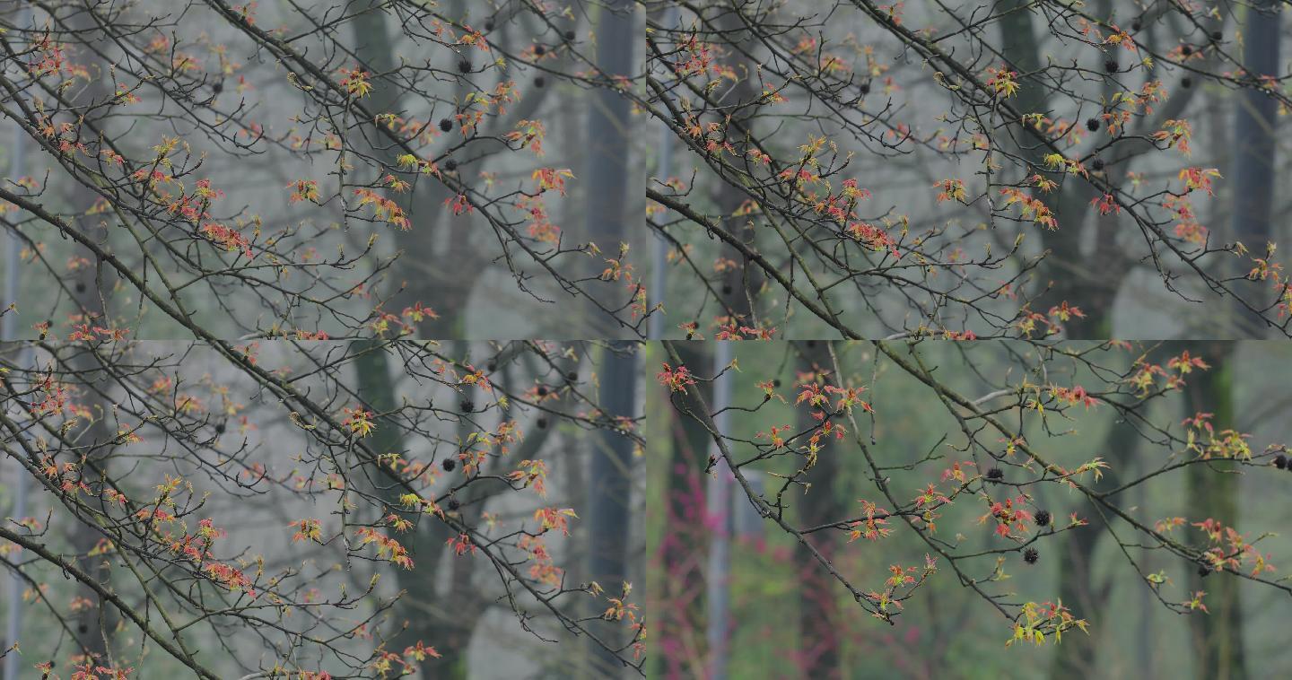 4K初春大雾里的树梢嫩叶