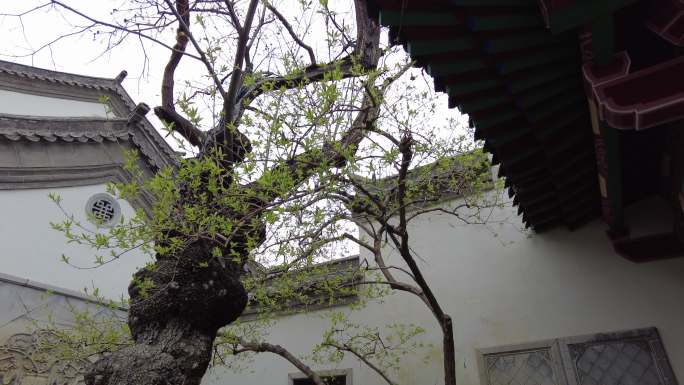 春天古建筑-芽枝绿叶