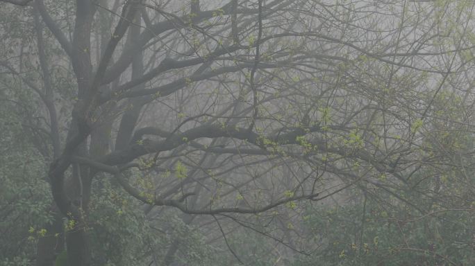 4K初春大雾下的树林03