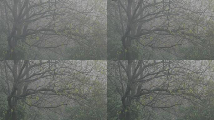 4K初春大雾下的树林03