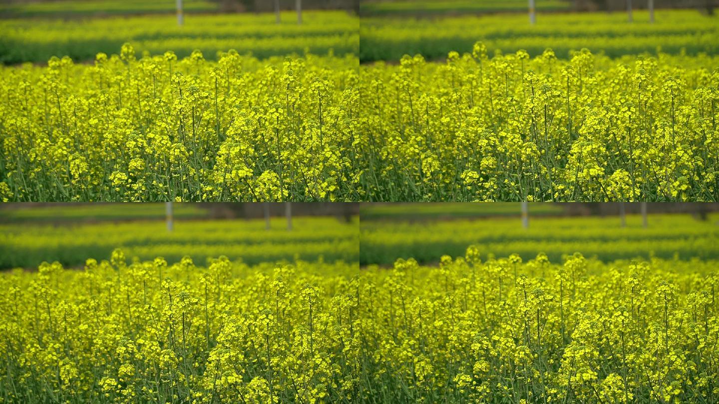 唯美油菜花海实拍高清