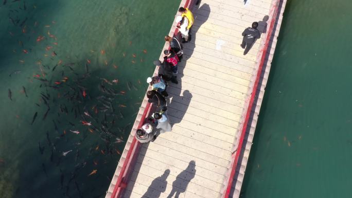 阳春三月新农村，俯瞰游人小桥驻足赏鱼
