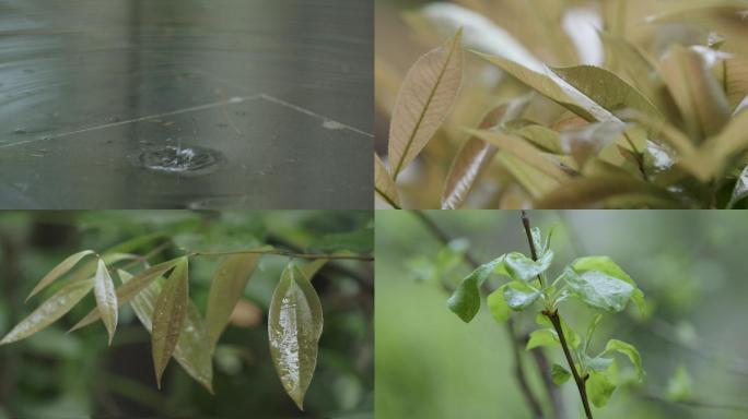 4k超清慢动作春天雨滴植物升格素材