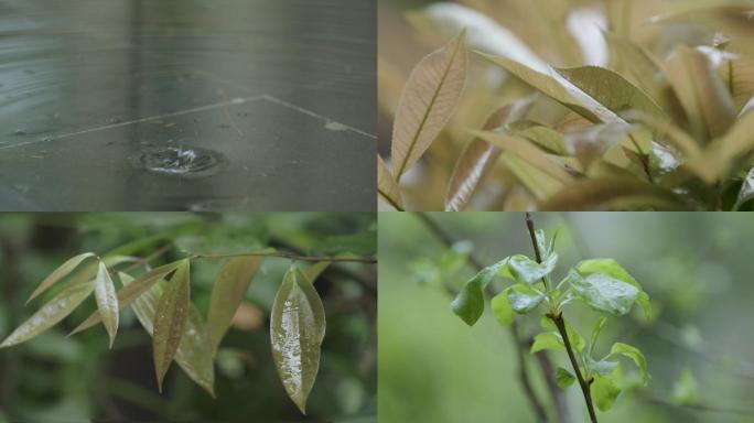 4k超清120帧春天雨滴植物升格素材