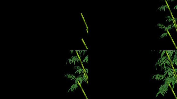 竹子生长-带透明通道