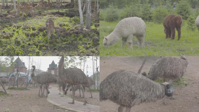 梅花鹿羊驼鸸鹋动物第二大鸟类