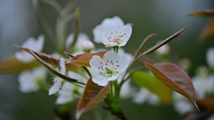 春意盎然洁白梨花绽放梨树开花