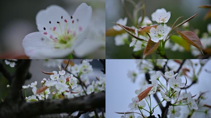 春意盎然洁白梨花绽放梨树开花