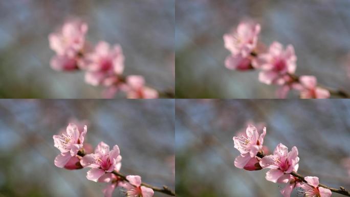 春天桃花特写