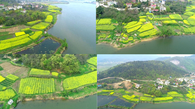 山区乡村湖泊油菜花