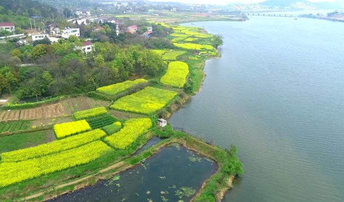 山区乡村湖泊油菜花