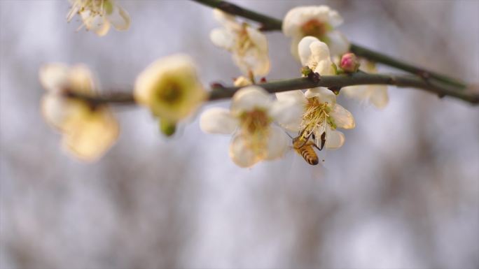 梅花