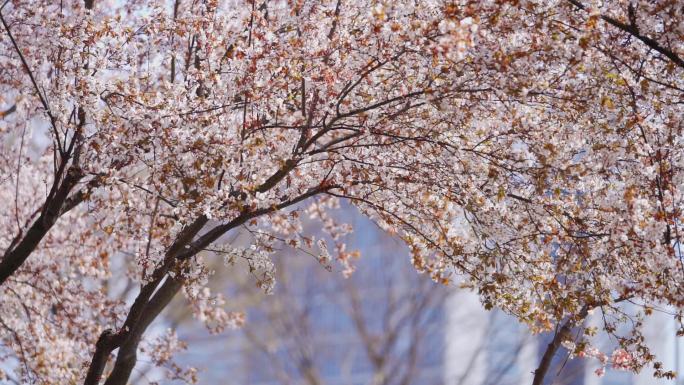 春天唯美樱花树道路绿化防尘降噪城市生态