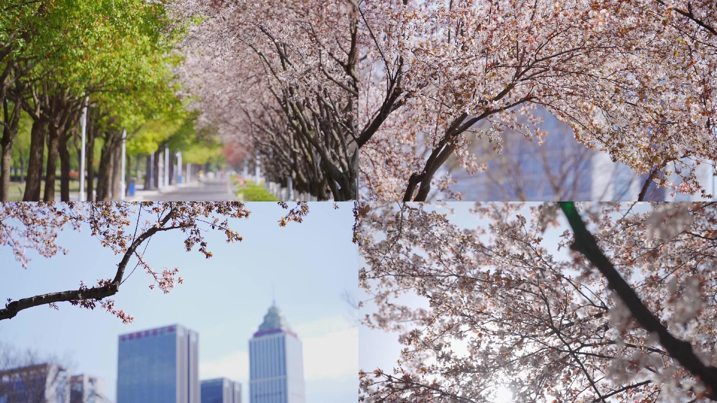 春天唯美樱花树道路绿化防尘降噪城市生态