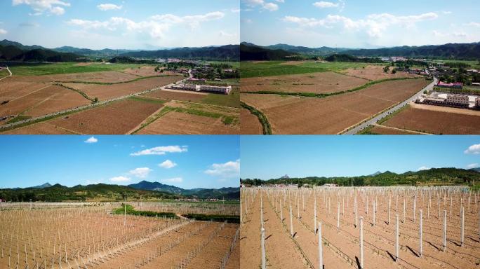 青龙县五味子种植基地春景