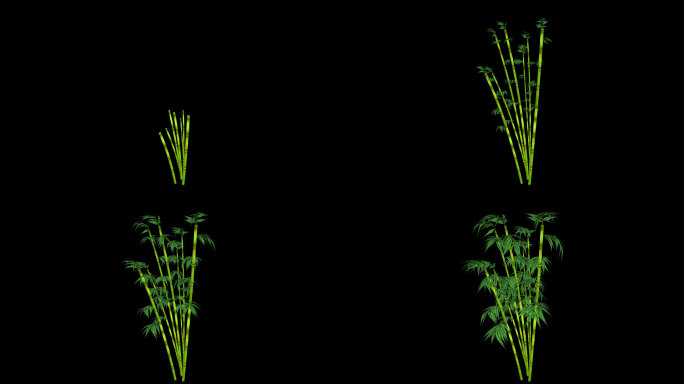 竹子生长-带透明通道
