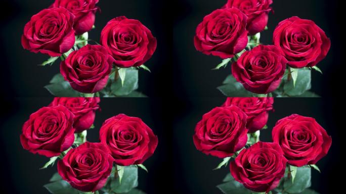 4K微距镜头下红玫瑰花开花过程延时特写