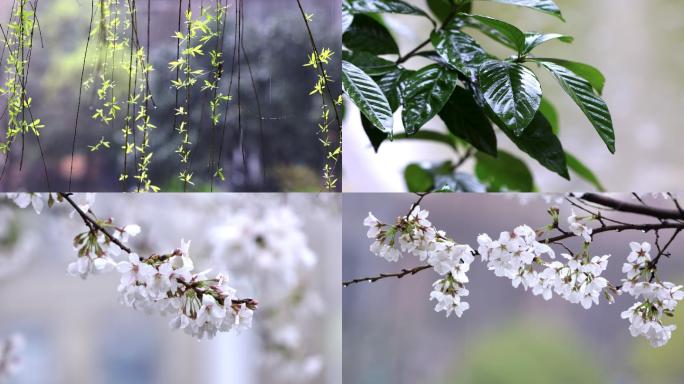 4K春雨中的花草植物特写合集