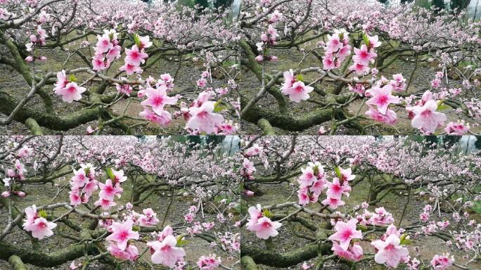 流动视频，三月桃花朵朵开