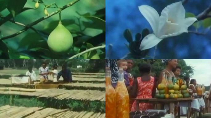 东南亚种植园花椒八角陈皮香料农副产品