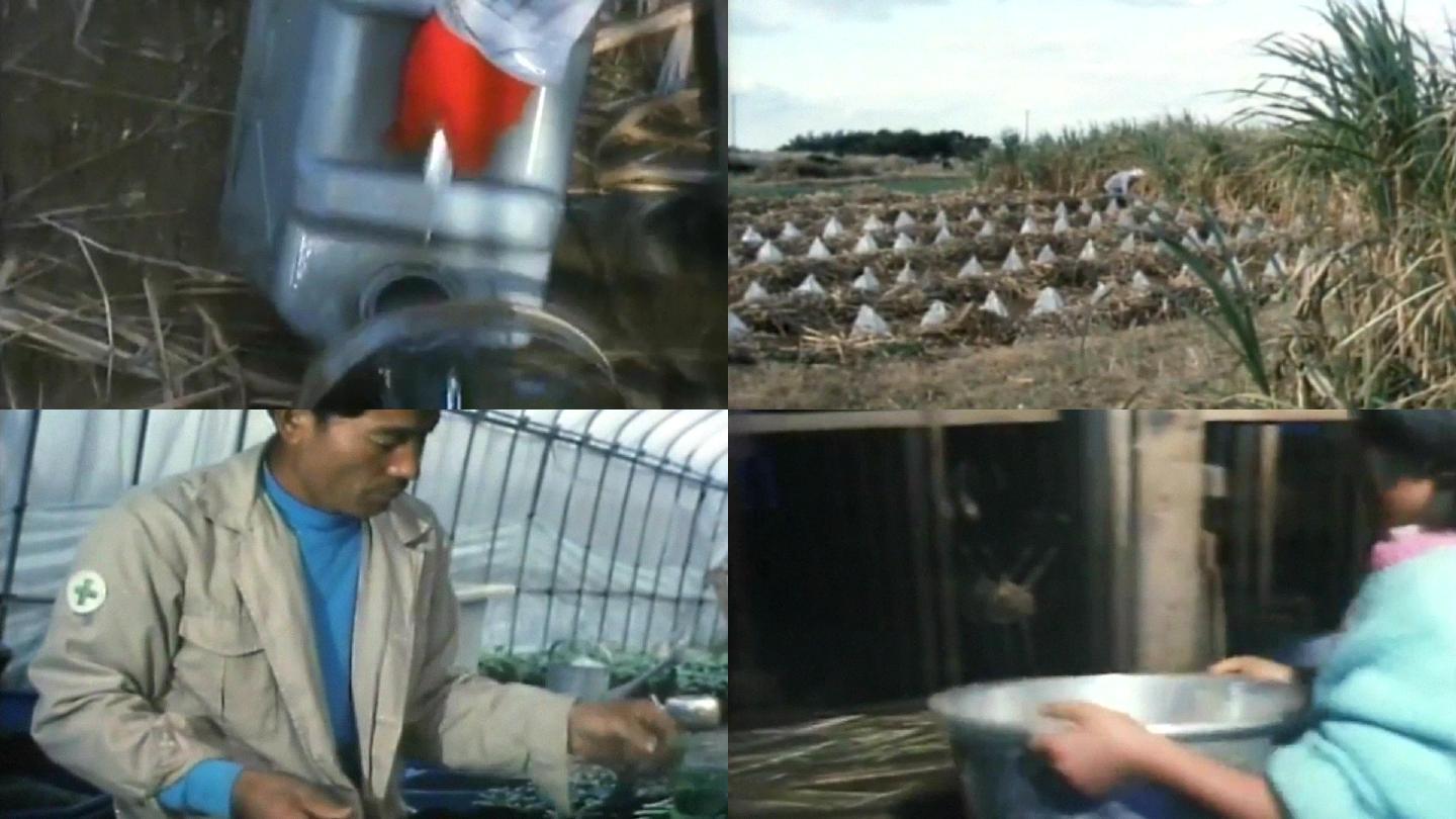 日本冲绳沿海乡村农村饲养稻田配置驱虫农药