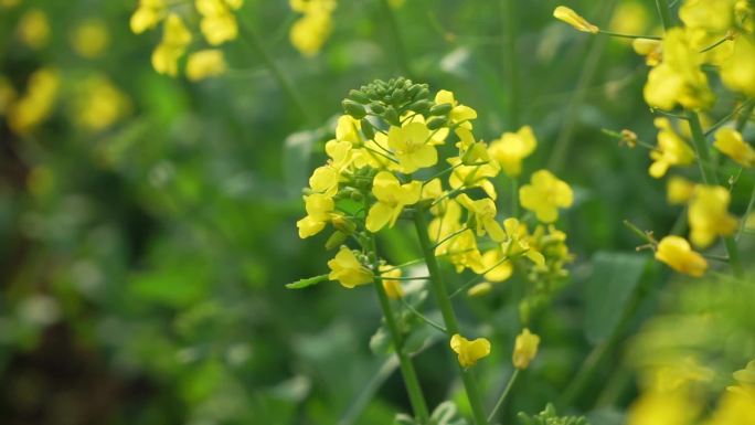 秦巴山区汉中油菜花海采蜜纯天然菜籽油