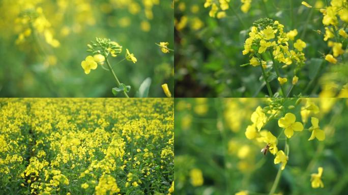 秦巴山区汉中油菜花海采蜜纯天然菜籽油