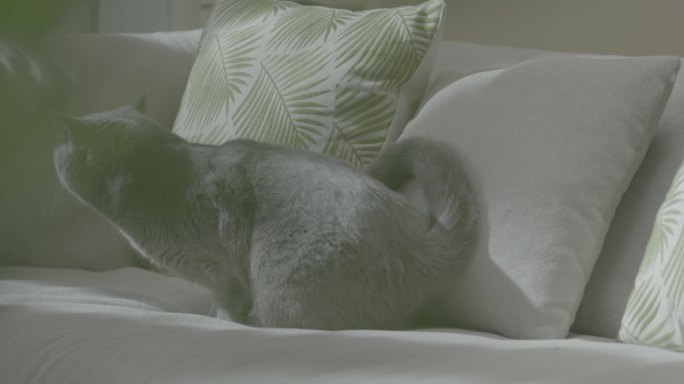 【4K景物】猫咪在沙发上休息
