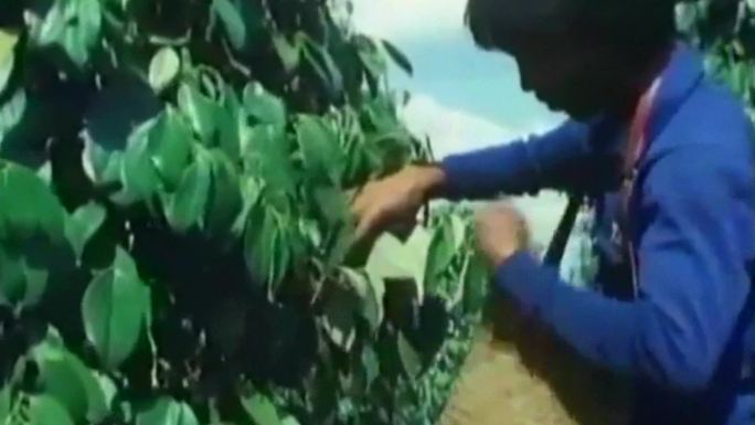 海南岛包产到户生产承包种植晾晒花椒香料
