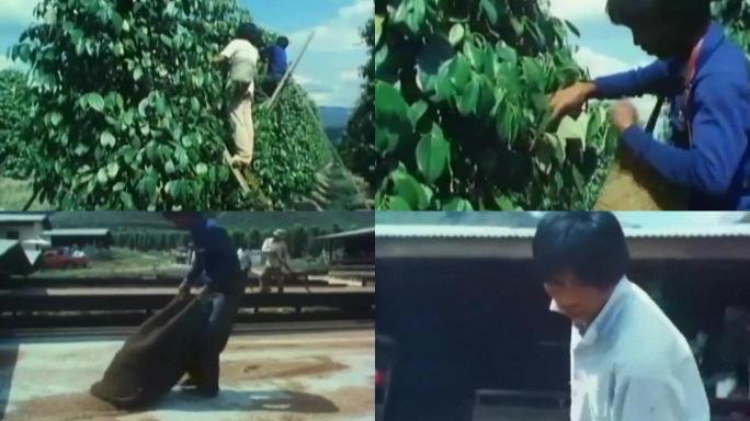 海南岛包产到户生产承包种植晾晒花椒香料