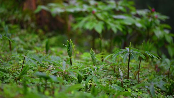 原始山林植物生长药材种植重楼视频素材