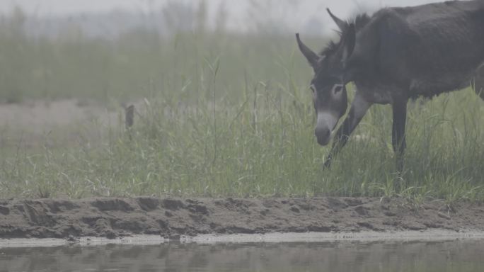【4K景物】毛驴在野外悠闲的吃草喝水