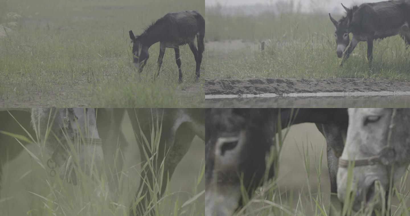 【4K景物】毛驴在野外悠闲的吃草喝水
