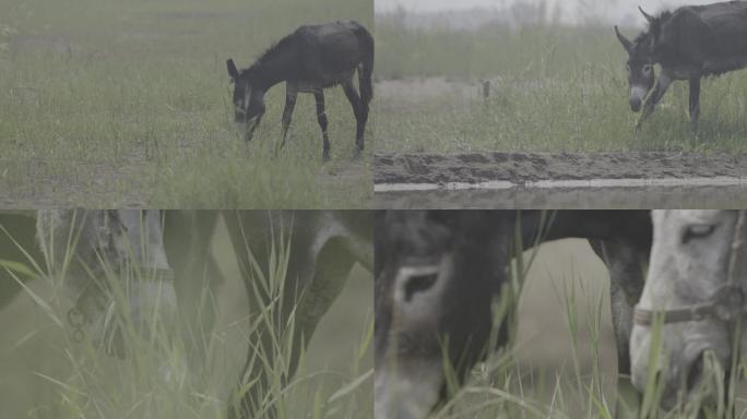 【4K景物】毛驴在野外悠闲的吃草喝水