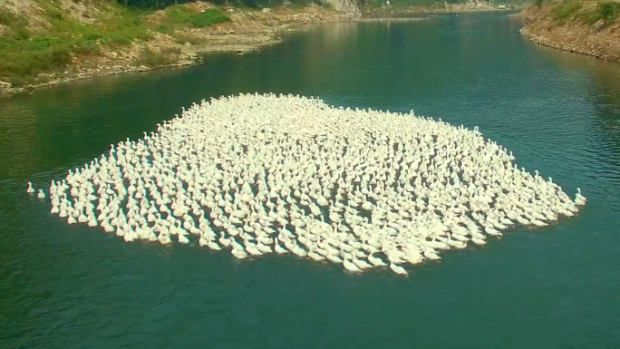 鹅群鸭群在水中游泳