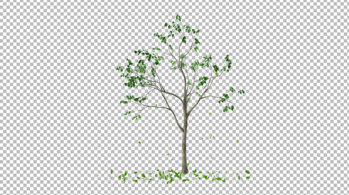 风中树摆动-带透明通道