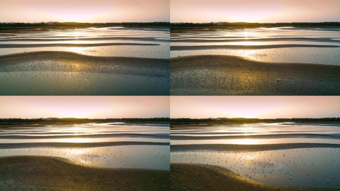 夕阳海滩海鸥云集