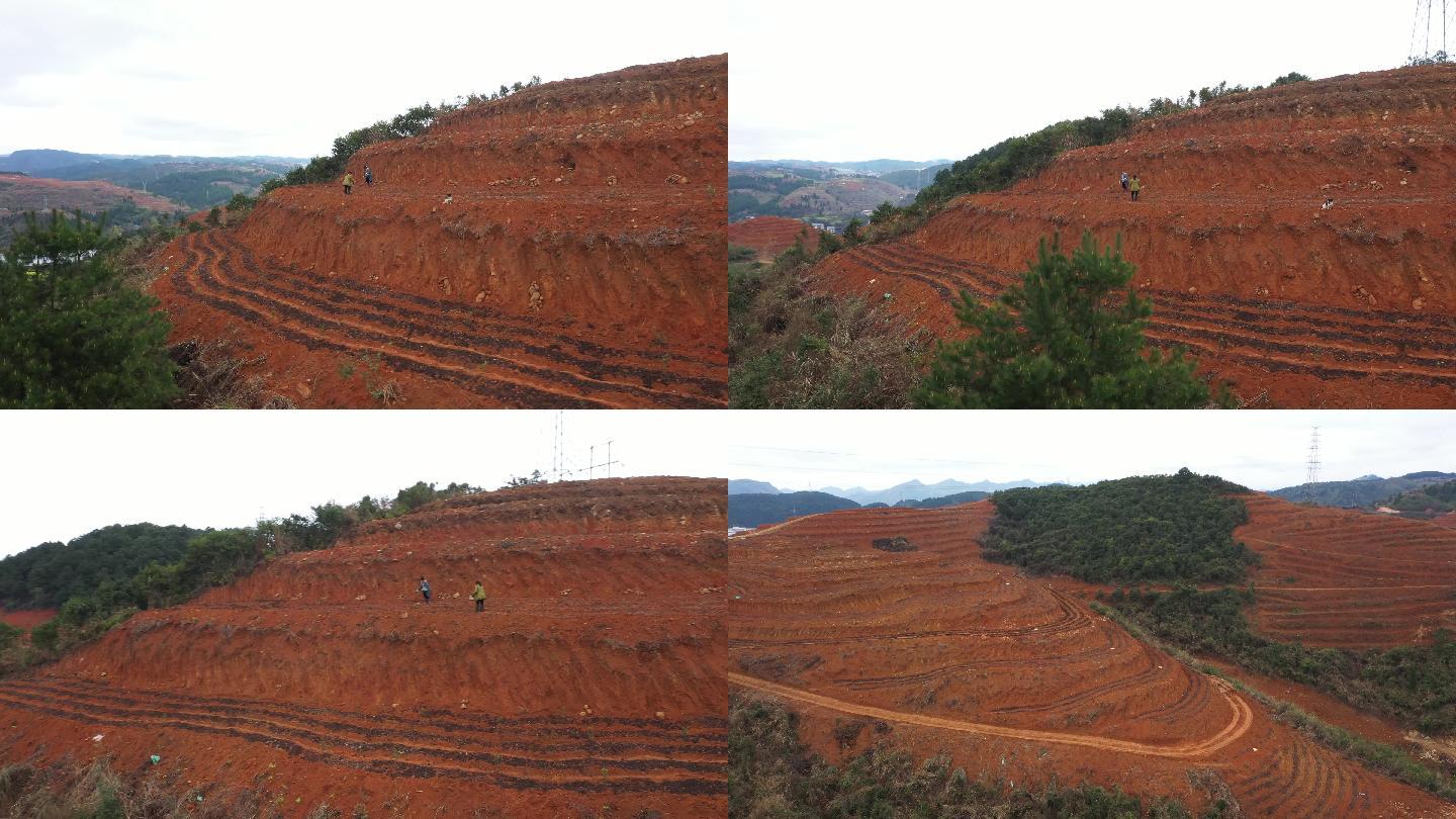 4K航拍农村土地种植油茶经济果木3组