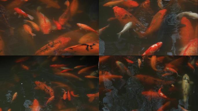 西湖花港公园里的红鲤鱼展示