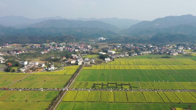 延时航拍安仁县稻田公园油菜花盛开的春天