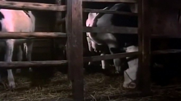 土地承包奶牛包产到户挤牛奶多种养殖