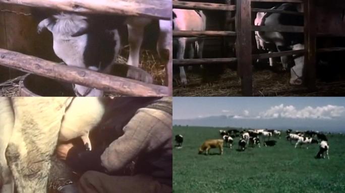 土地承包奶牛包产到户挤牛奶多种养殖