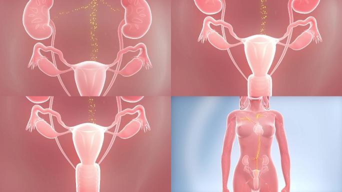 女性补血卵巢活血化瘀