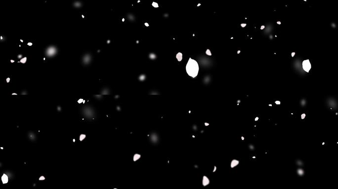 4K白色花瓣透明通道素材