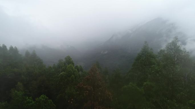 海南琼中雨林热带雨林户外穿越