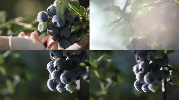 蓝莓果实水果采摘挂果特写