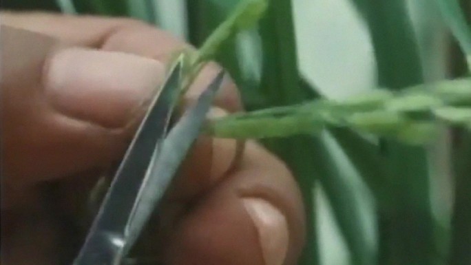 现代农业技术试验基地科学培育水稻育苗